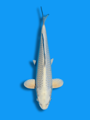 White Mukashi | Koi&Co.